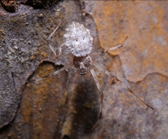 Herennia multipuncta