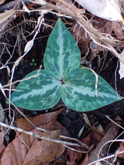 Trillium underwoodii