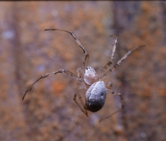 Herennia multipuncta