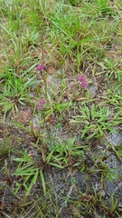 Polygala longicaulis