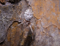 Herennia multipuncta