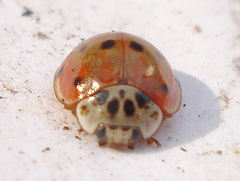 Adalia decempunctata