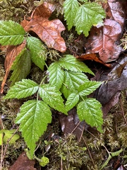 Rubus spectabilis