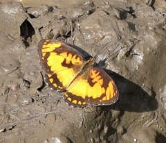 Byblia anvatara