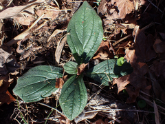 Lithospermum tuberosum