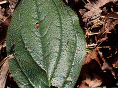 Lithospermum tuberosum