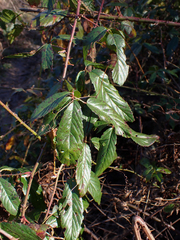 Rubus trivialis