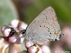 Satyrium sylvinus