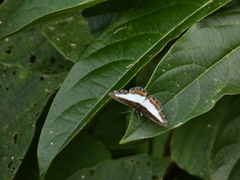 Nymphidium lisimon