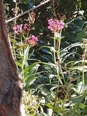 Centranthus