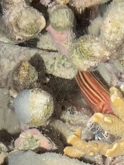 Sargocentron rubrum