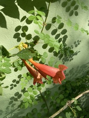 Campsis radicans