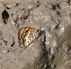Byblia anvatara