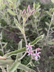Oxypetalum solanoides