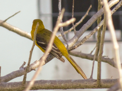 Icterus auratus