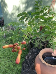 Campsis radicans