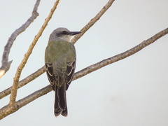 Tyrannus melancholicus