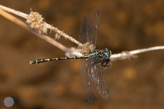 Austrogomphus collaris