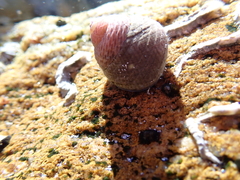 Chlorodiloma adelaidae