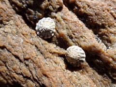 Bembicium