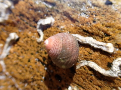 Chlorodiloma adelaidae