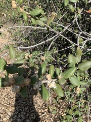 Ceanothus crassifolius