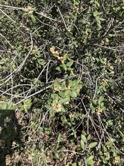Ceanothus crassifolius