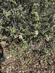 Ceanothus crassifolius