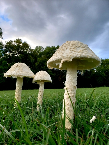 Saproamanita thiersii image