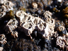 Chthamalus antennatus