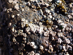 Chthamalus antennatus