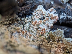 Lecanora hybocarpa