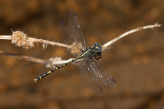 Austrogomphus collaris