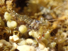 Palaemon serenus
