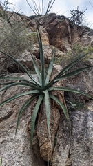 Agave palmeri