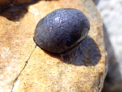 Nerita atramentosa