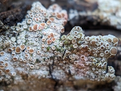 Lecanora hybocarpa