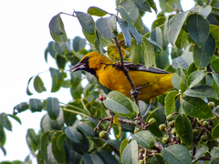 Icterus auratus