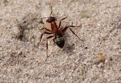 Formica sanguinea