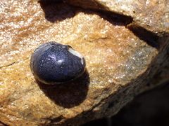 Nerita atramentosa