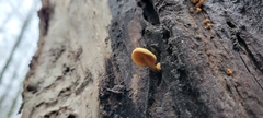 Pholiota
