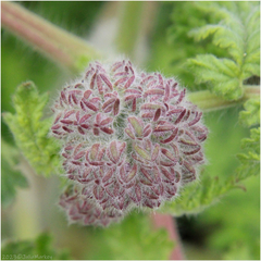 Phacelia hubbyi