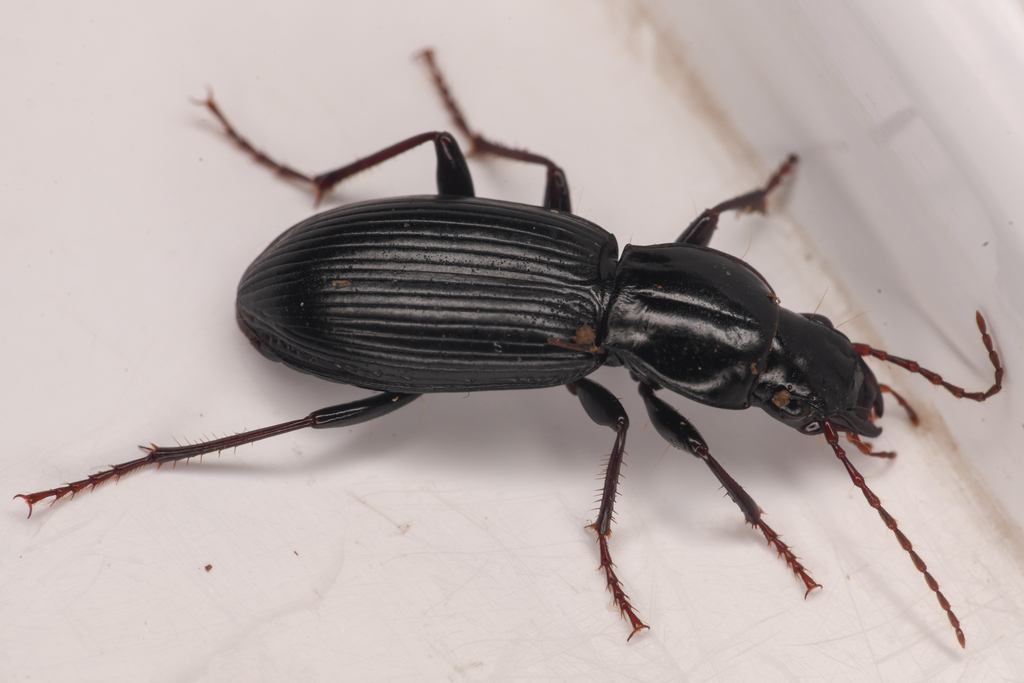 Pterostichus gracilior