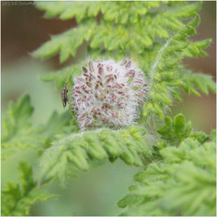 Phacelia hubbyi