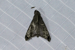 Palthis bizialis