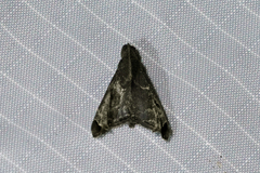 Palthis bizialis