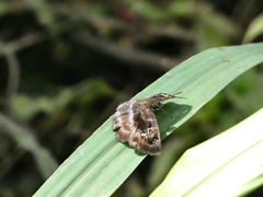 Quadrus cerialis