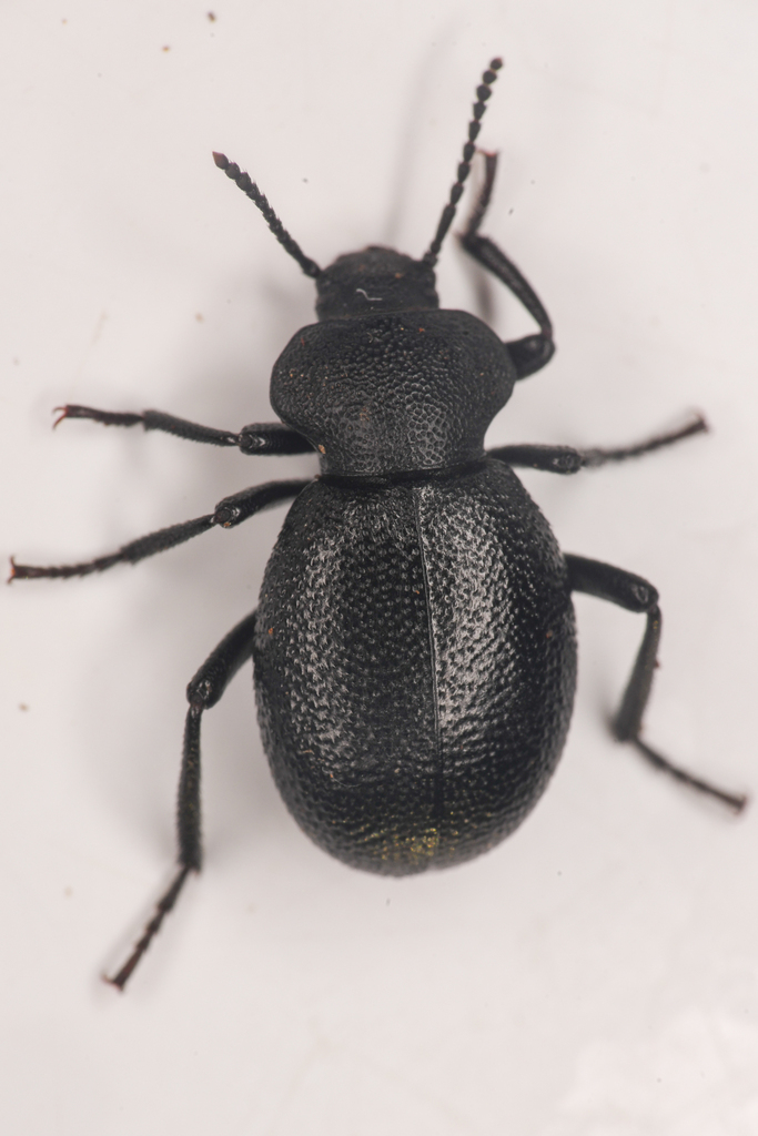Eleodes cordata