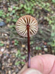 Marasmius plicatulus