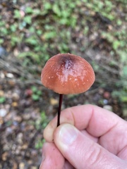 Marasmius plicatulus